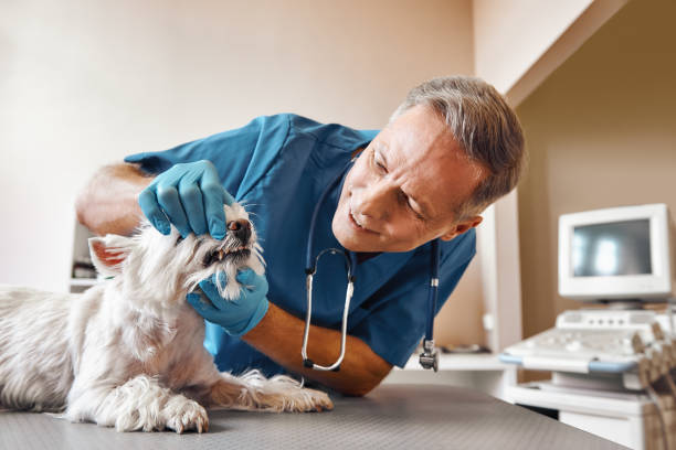 Best Emergency Denture Repair in Georgetown, GA